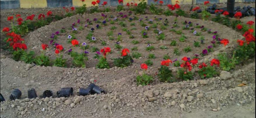 کاشت گل در فضای سبز بیمارستان آپادانا